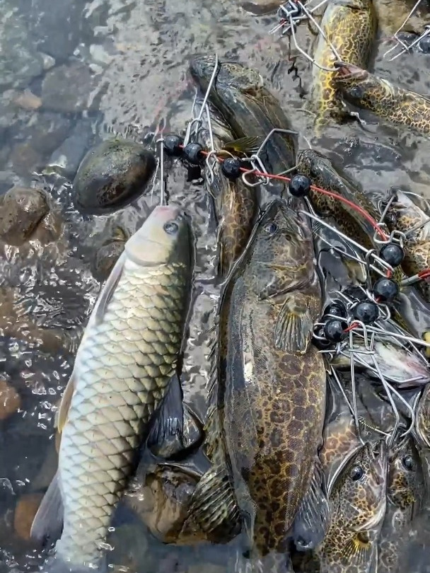 路亚钓鱼视频收获(路亚钓视频教学方法) 路亚钓鱼视频收获(路亚钓视频教学方法)