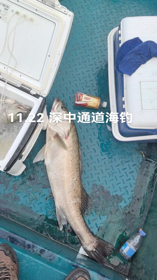 南沙港能海钓吗(南沙港可以钓鱼吗) 南沙港能海钓吗(南沙港可以钓鱼吗)