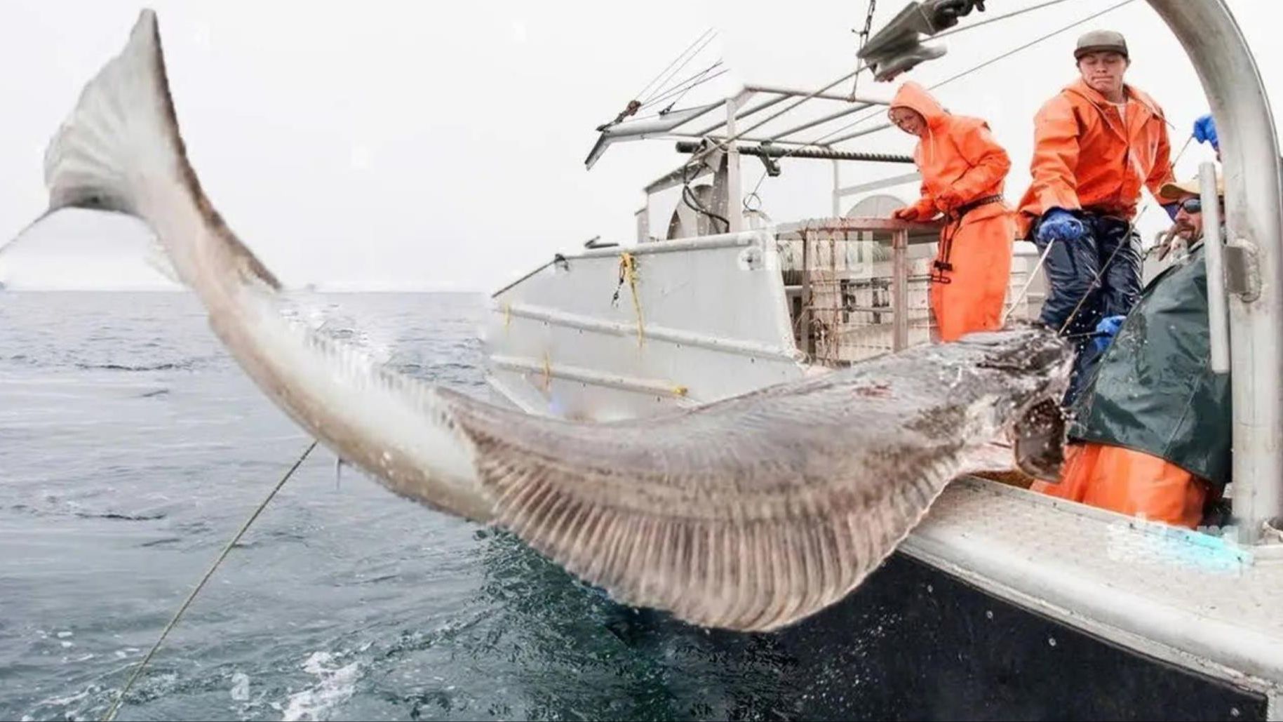 海钓比目鱼怎么钓(海钓比目鱼怎么钓最好) 海钓比目鱼怎么钓(海钓比目鱼怎么钓最好)