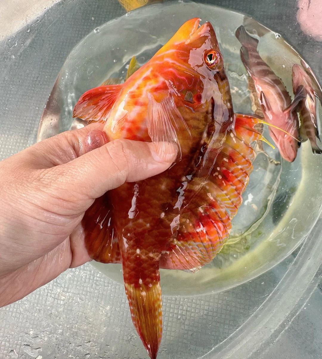 海南文昌海钓包船(海南文昌海钓包船多少钱)