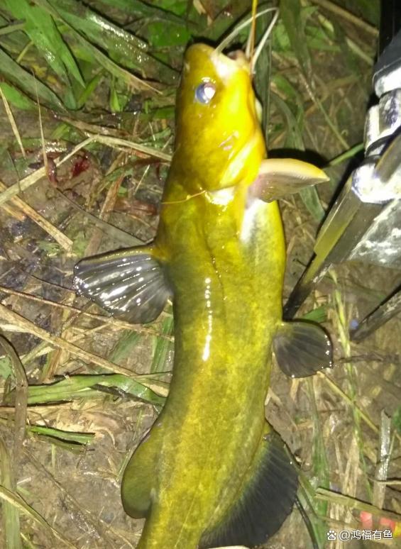 夏季钓黄刺鱼技巧(钓黄刺鱼用什么钩子好)