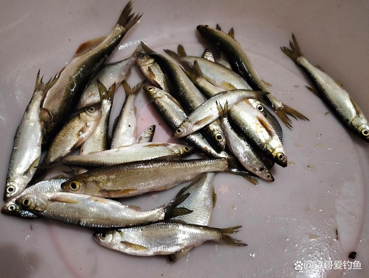 垂钓白条鱼技巧(垂钓白条要什么技巧)