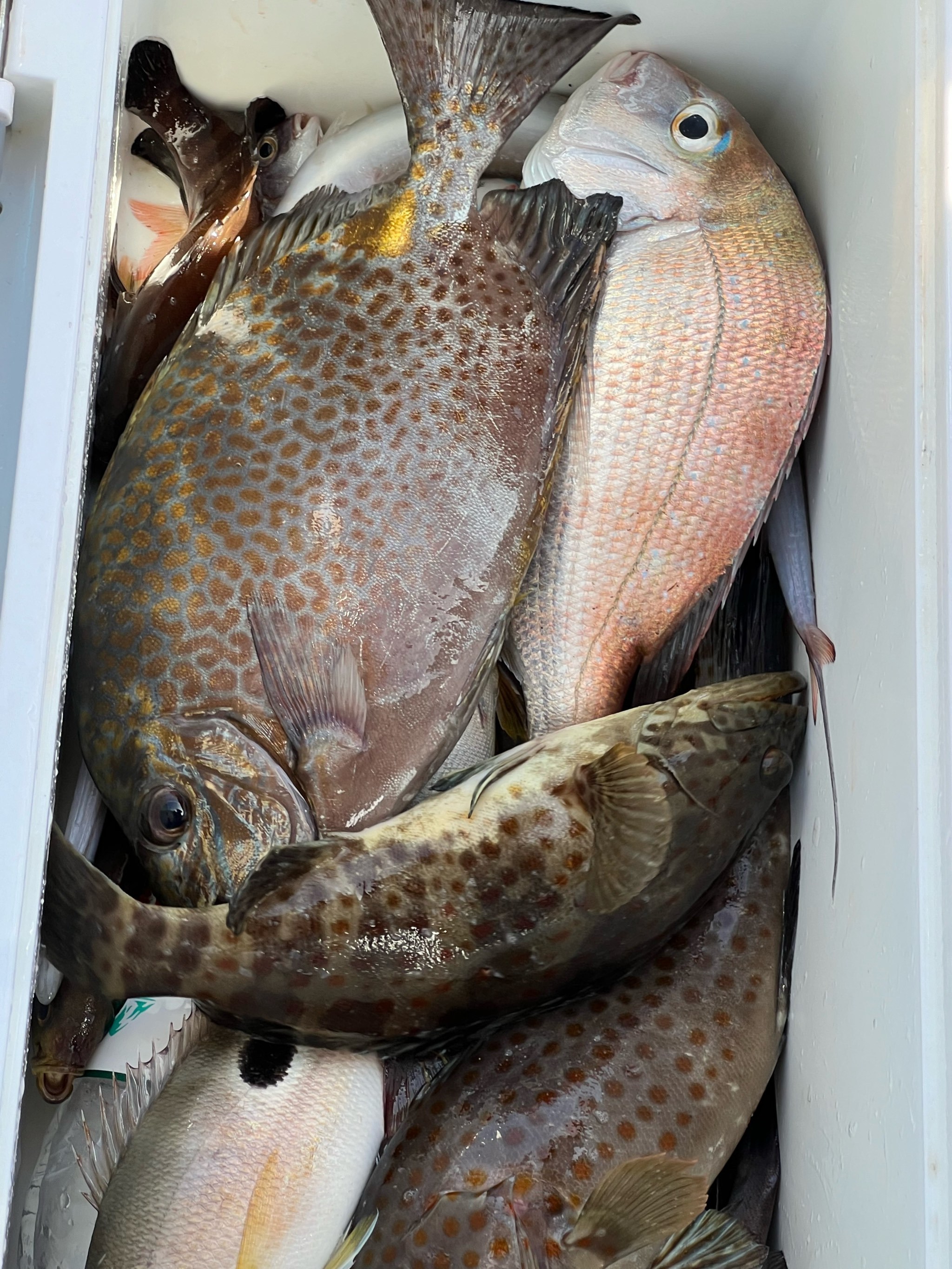 深圳海钓网视颍(海王捕鱼视频直播)