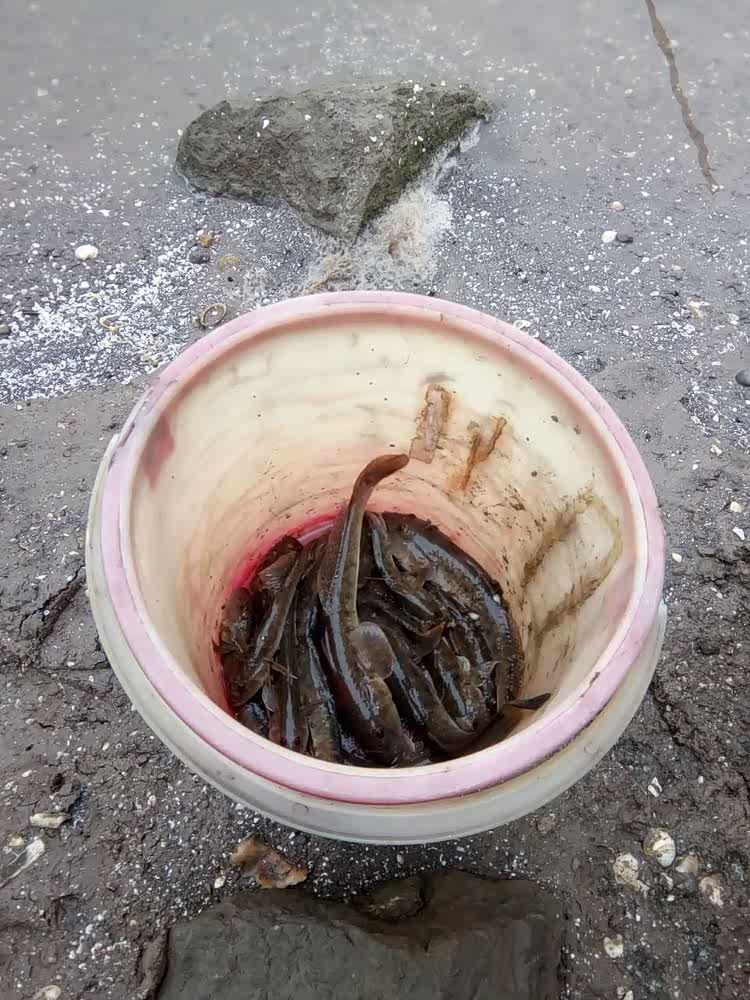 曹妃甸海钓黑头技巧(曹妃甸海钓鱼地点哪里好)