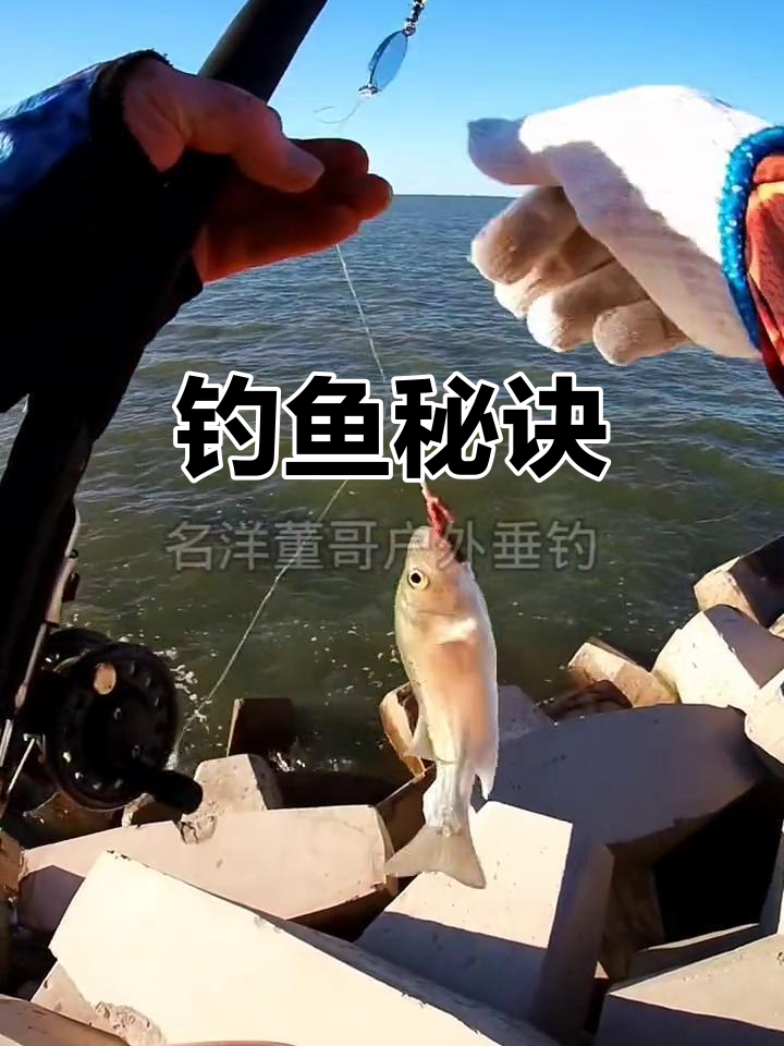 海钓鲈鱼怎么钓(海钓鲈鱼怎么钓最好)