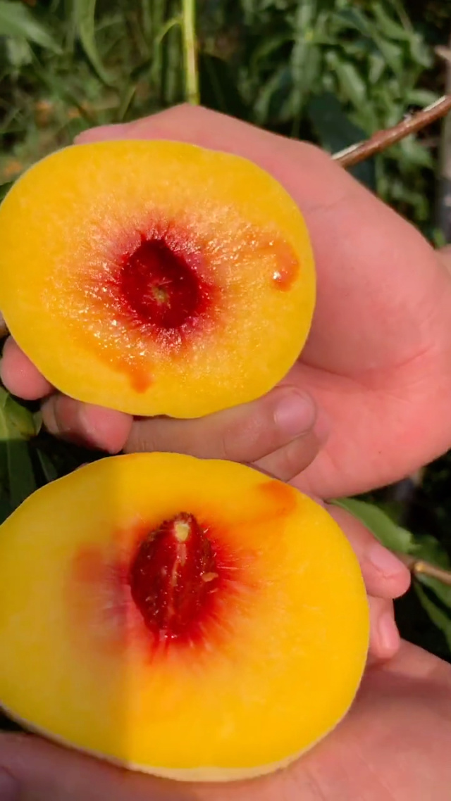 渔具桃子(有没有人购买桃子鱼仔课程)