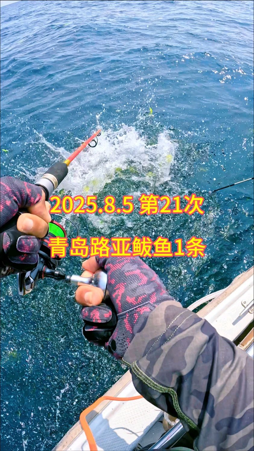 渤海船钓鲅鱼技巧(渤海湾鲅鱼洄游时间)