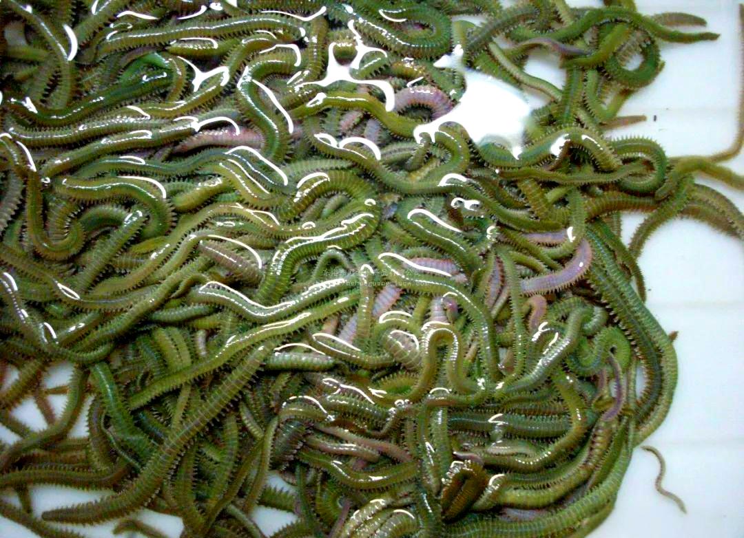 海钓上怎么钩沙虫(海钓上怎么钩沙虫最好)