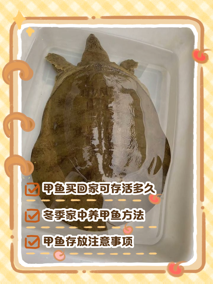 冬季徒手捕捉甲鱼技巧(冬季徒手捕捉甲鱼技巧图解)