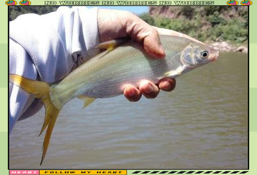 用什么饵料能钓鲴鱼(用什么饵料钓鳊鱼最好)