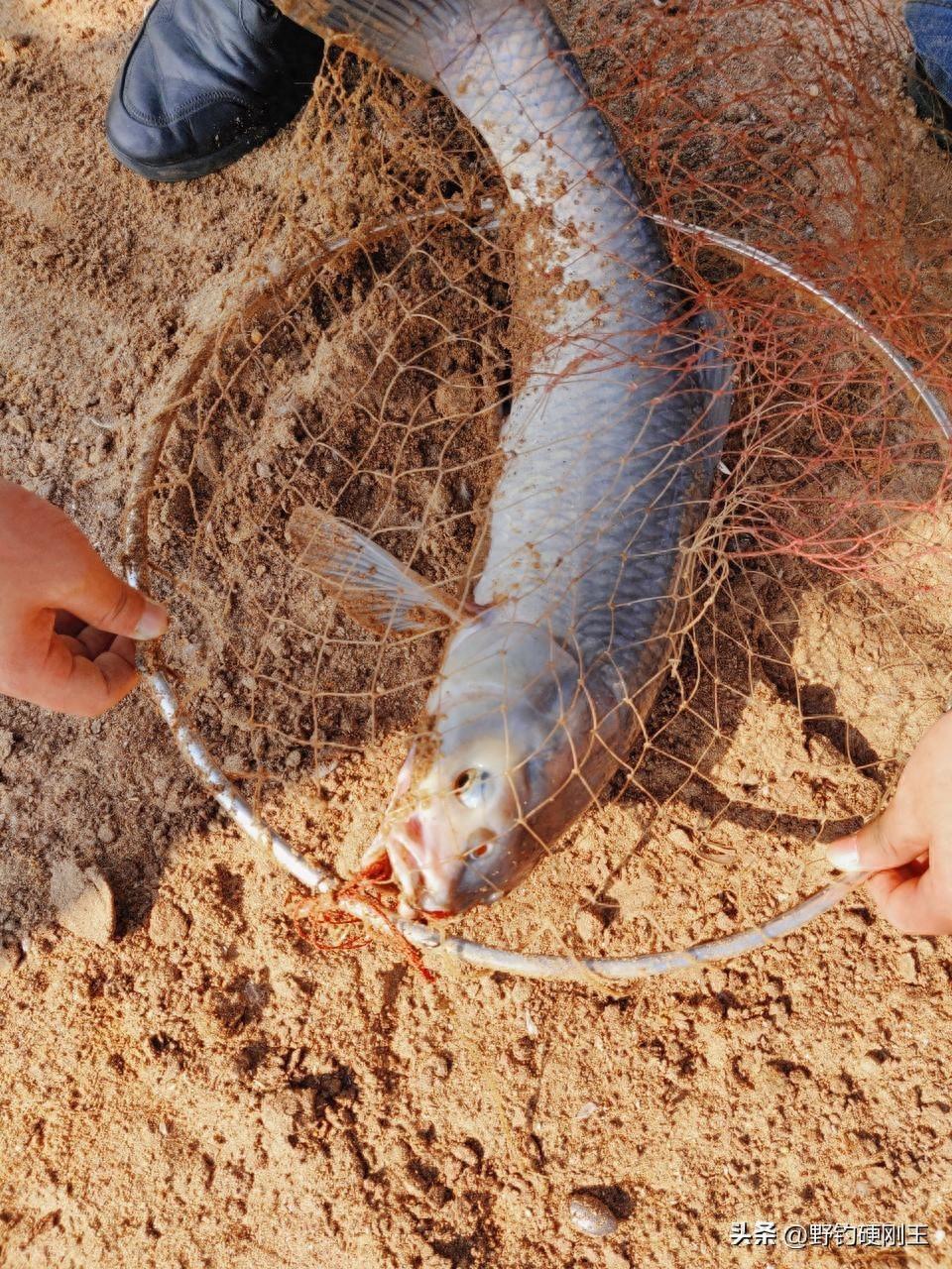 海钓暗钉鱼(钓海鱼用什么鱼饵) 海钓暗钉鱼(钓海鱼用什么鱼饵)