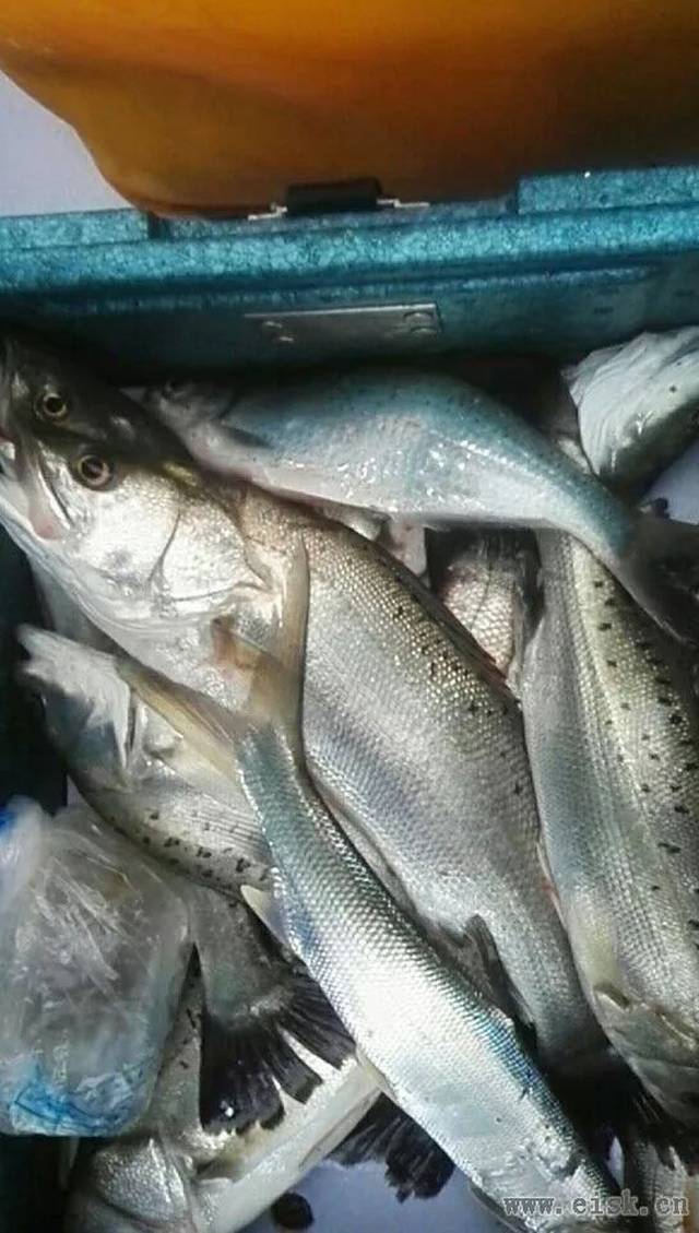 海钓暗钉鱼(钓海鱼用什么鱼饵) 海钓暗钉鱼(钓海鱼用什么鱼饵)