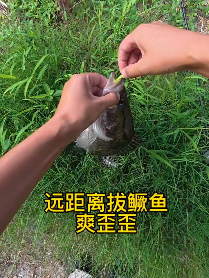 路亚钓厥鱼的技巧(路亚钓撅鱼用什么饵最好)