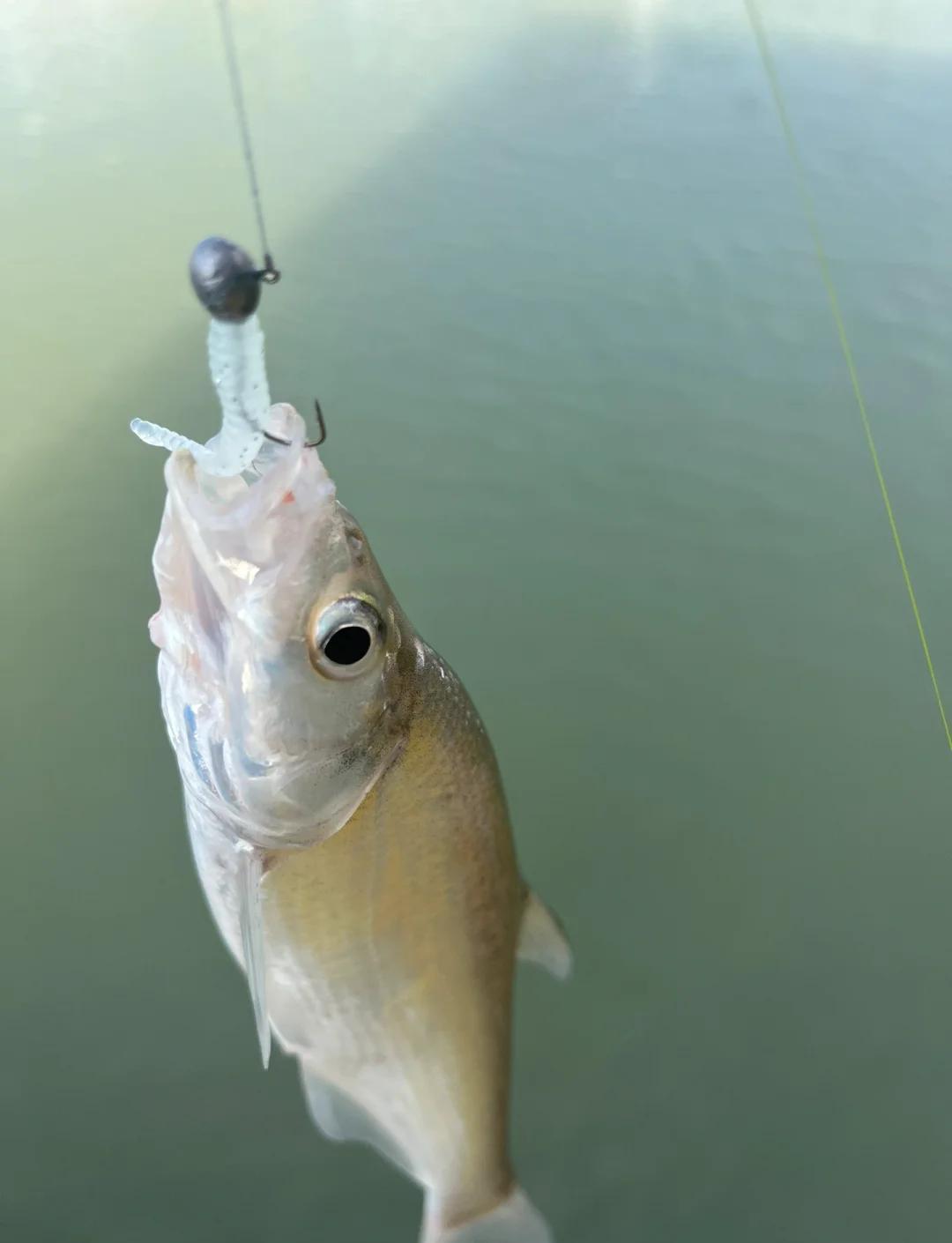 路亚新手饵(路亚新手用饵)