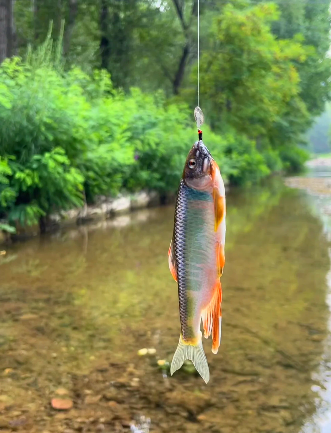 崇明湿地路亚(崇明岛北湖路亚) 崇明湿地路亚(崇明岛北湖路亚)