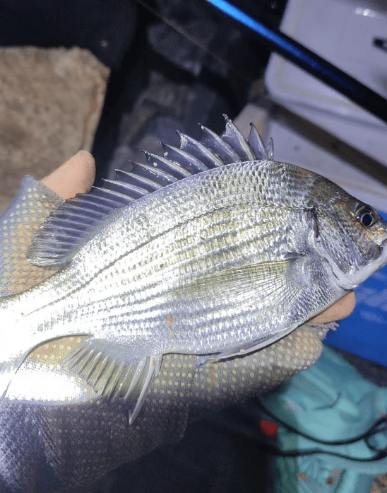 福建海钓黑鲷(海钓黑鲷鱼用什么鱼饵)