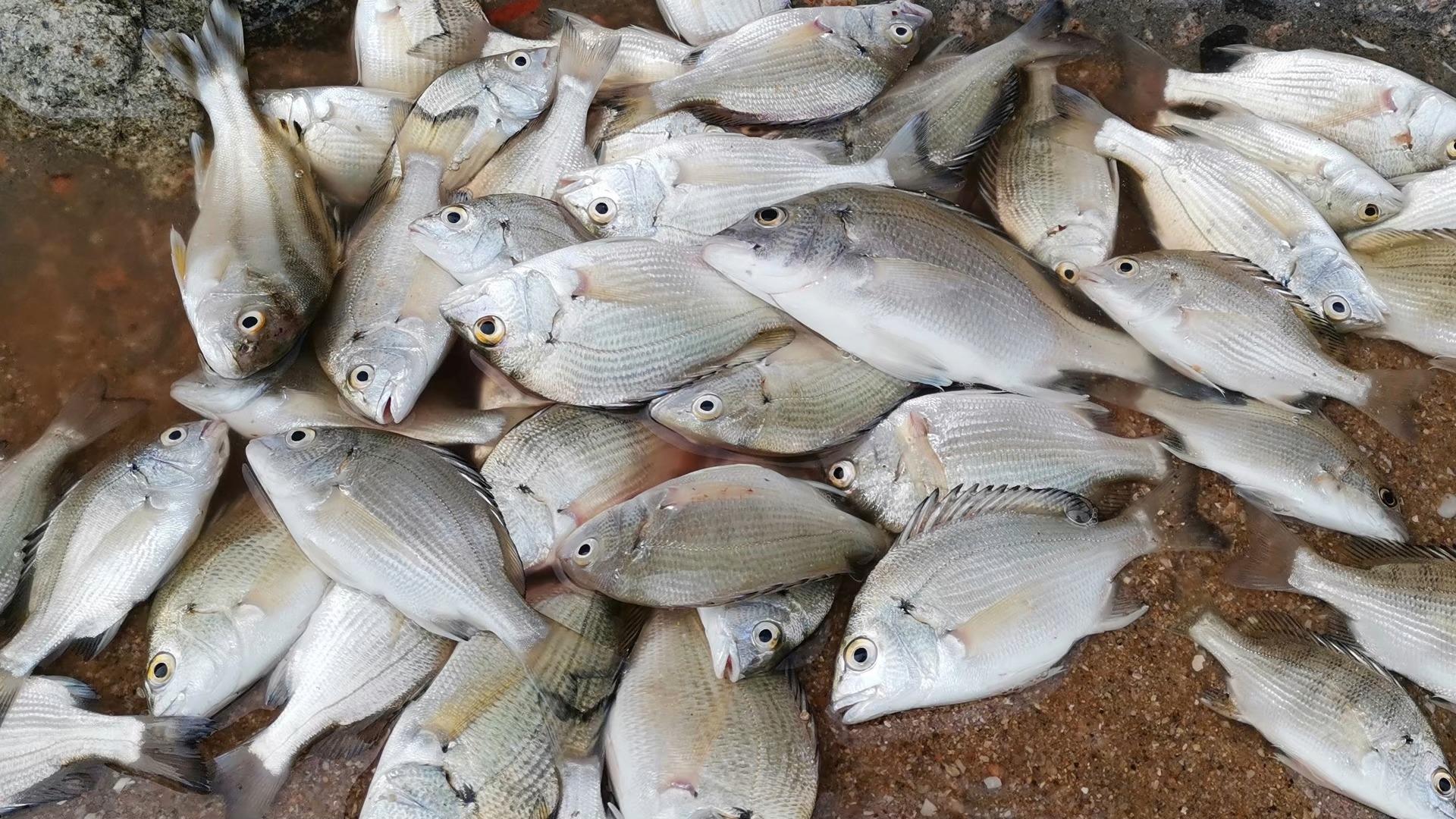 福建海钓黑鲷(海钓黑鲷鱼用什么鱼饵)