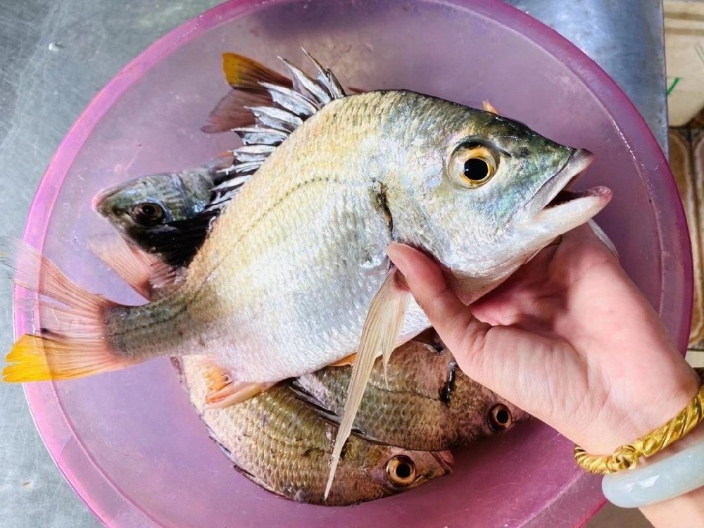 海钓黄翅鱼线组(钓黄翅鱼用几号线) 海钓黄翅鱼线组(钓黄翅鱼用几号线)