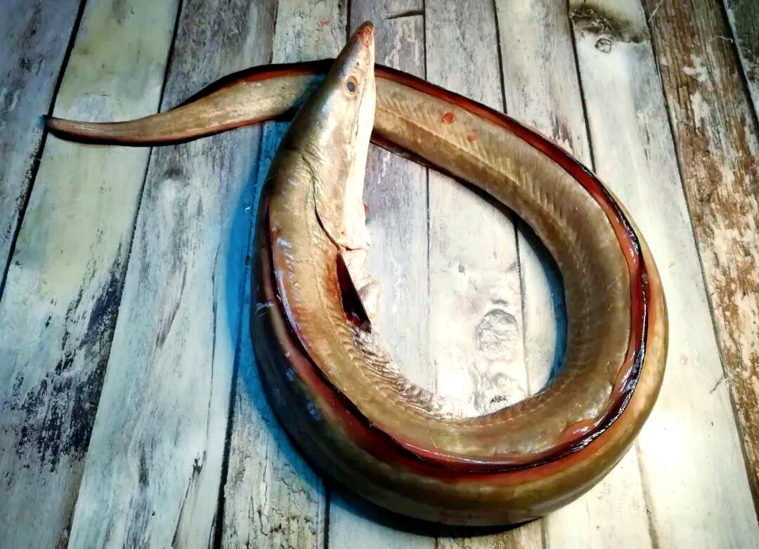 大连近日海钓(大连岸边海钓地方) 大连近日海钓(大连岸边海钓地方)