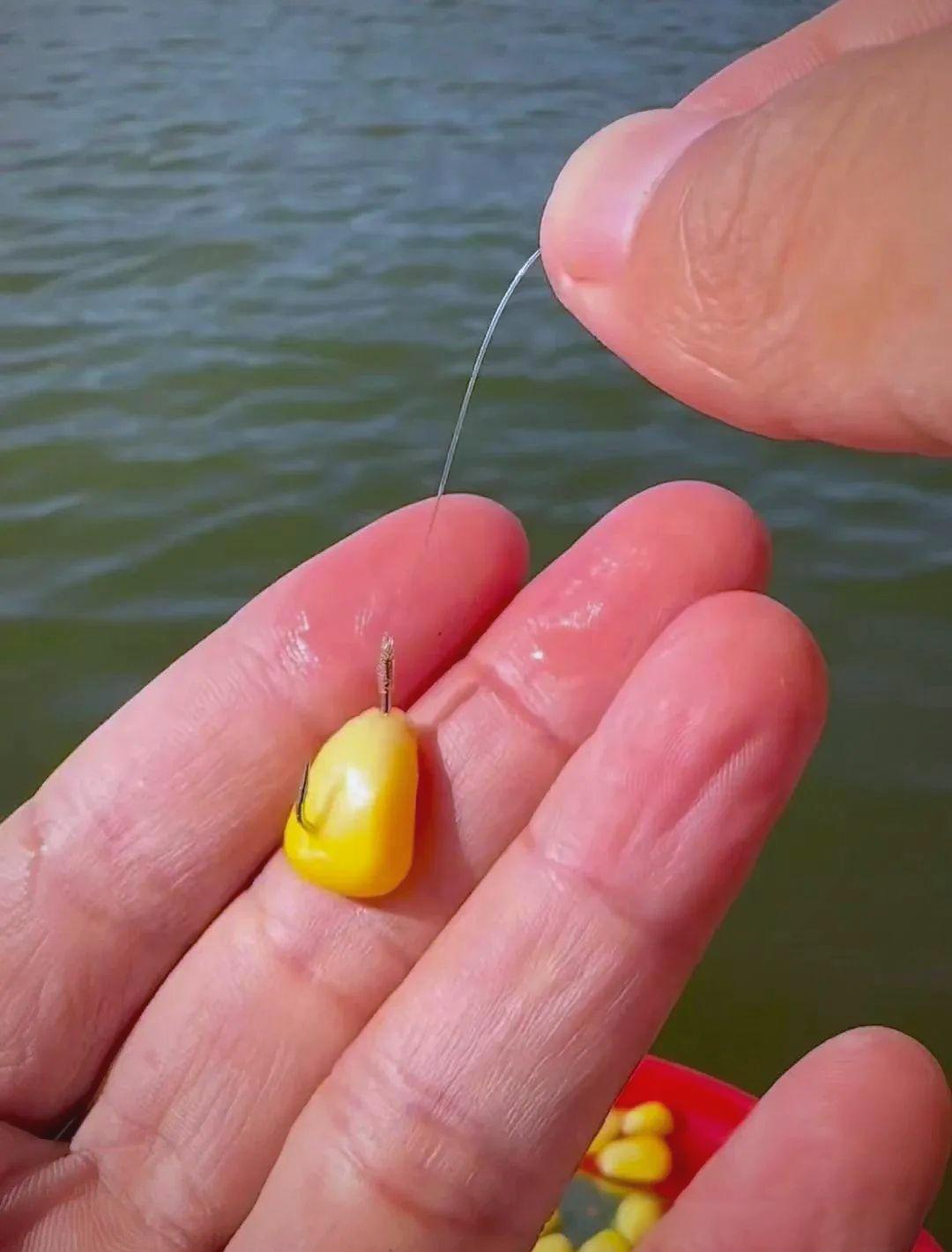 立冬时节野钓鲤鱼技巧(立冬钓鲤鱼钓多深多远好)