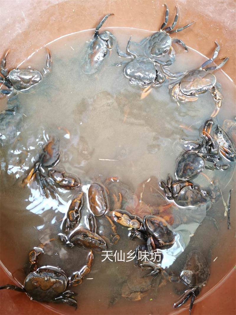 溪蟹河蟹饵料(钓河蟹用什么钓)