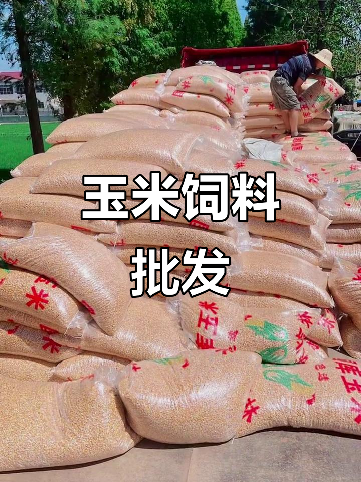 玉米饵料和颗粒饵料(玉米和颗粒打窝钓什么鱼)