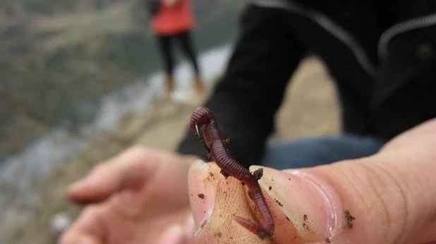 串钩穿蚯蚓技巧(串钩蚯蚓钓鱼技巧)