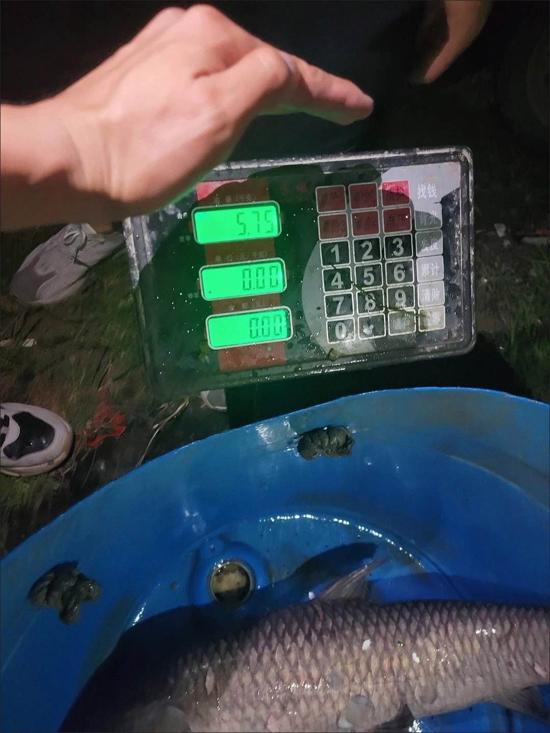 青鱼饵料(青鱼饵料味型) 青鱼饵料(青鱼饵料味型)