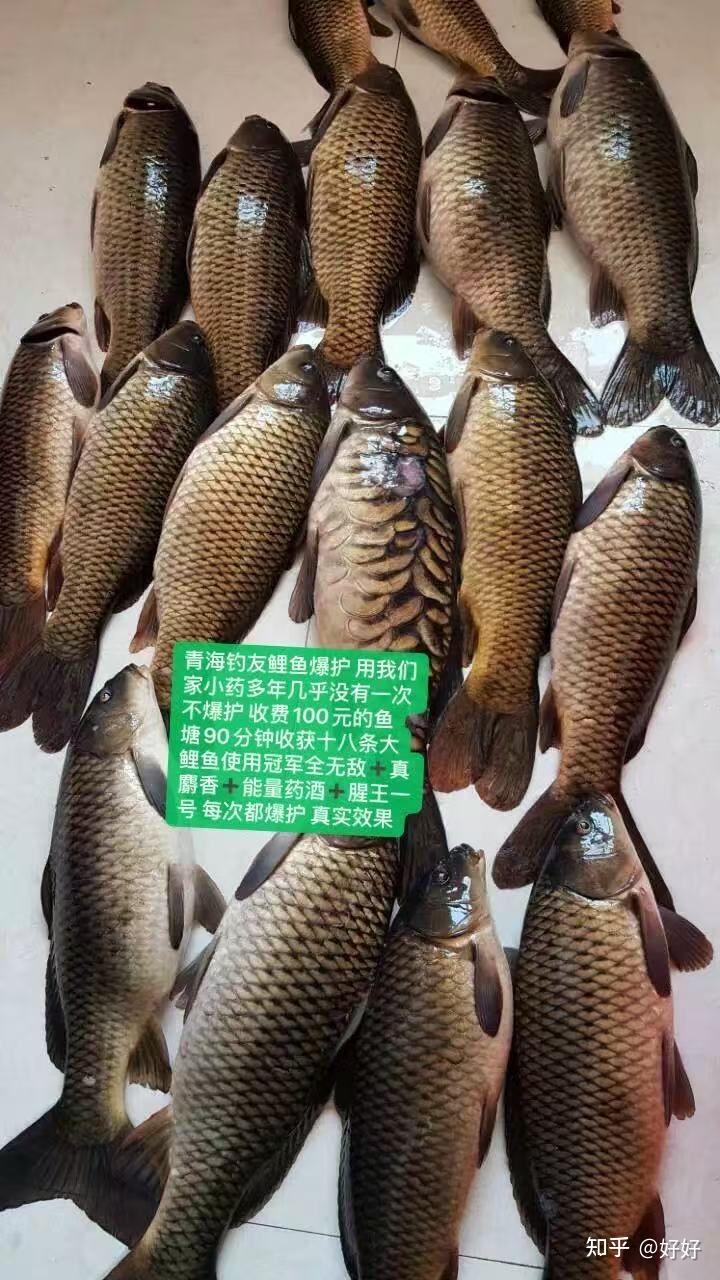 南方黑坑小药使用技巧(南方春季黑坑钓鲫鱼饵料配方) 南方黑坑小药使用技巧(南方春季黑坑钓鲫鱼饵料配方)