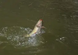 长江钓草鱼鱼技巧(长江钓草鱼用什么饵料)