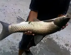 长江钓草鱼鱼技巧(长江钓草鱼用什么饵料)