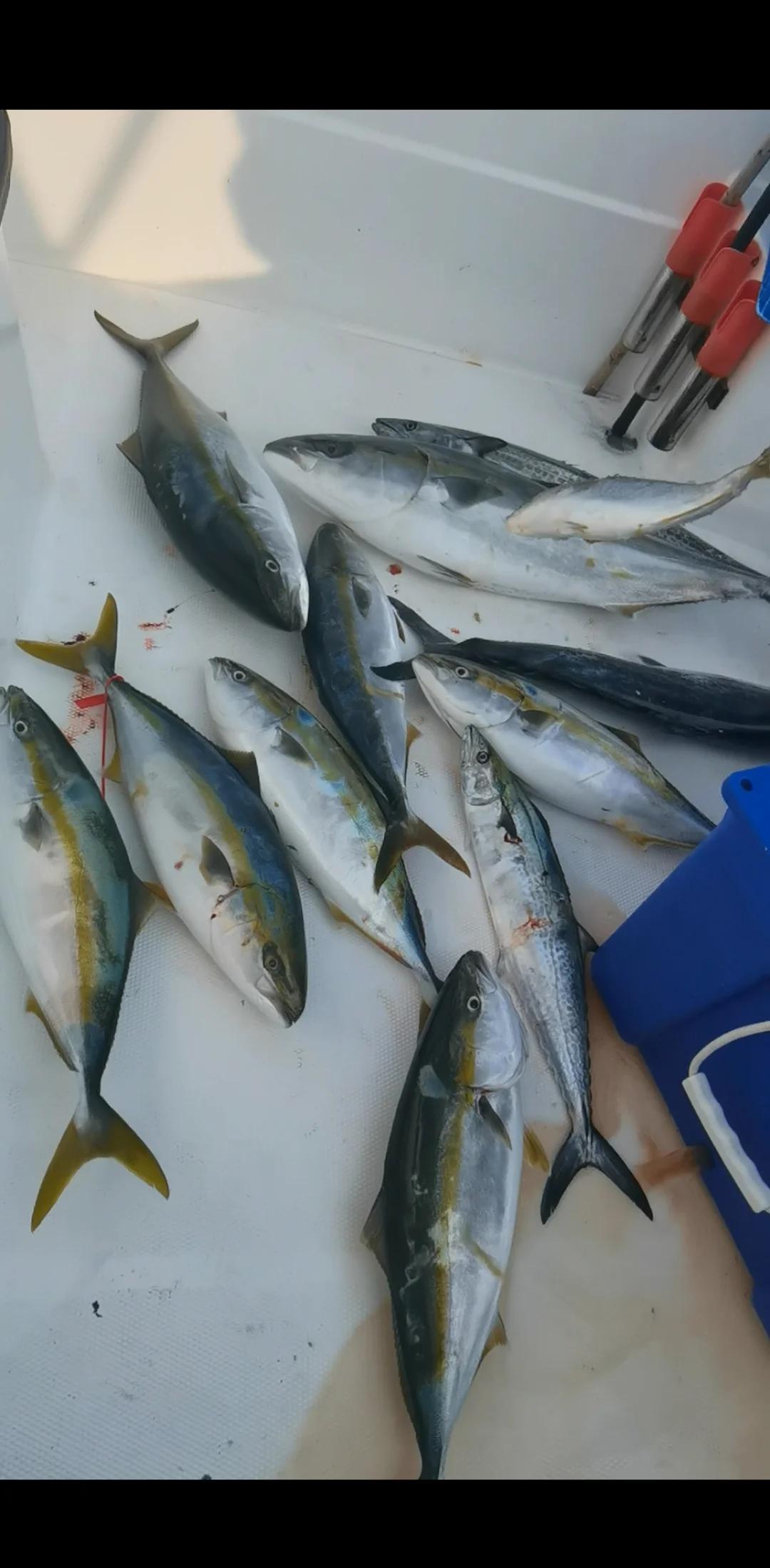 2017獐子岛海钓(獐子岛钓鱼攻略,就是这么上瘾)