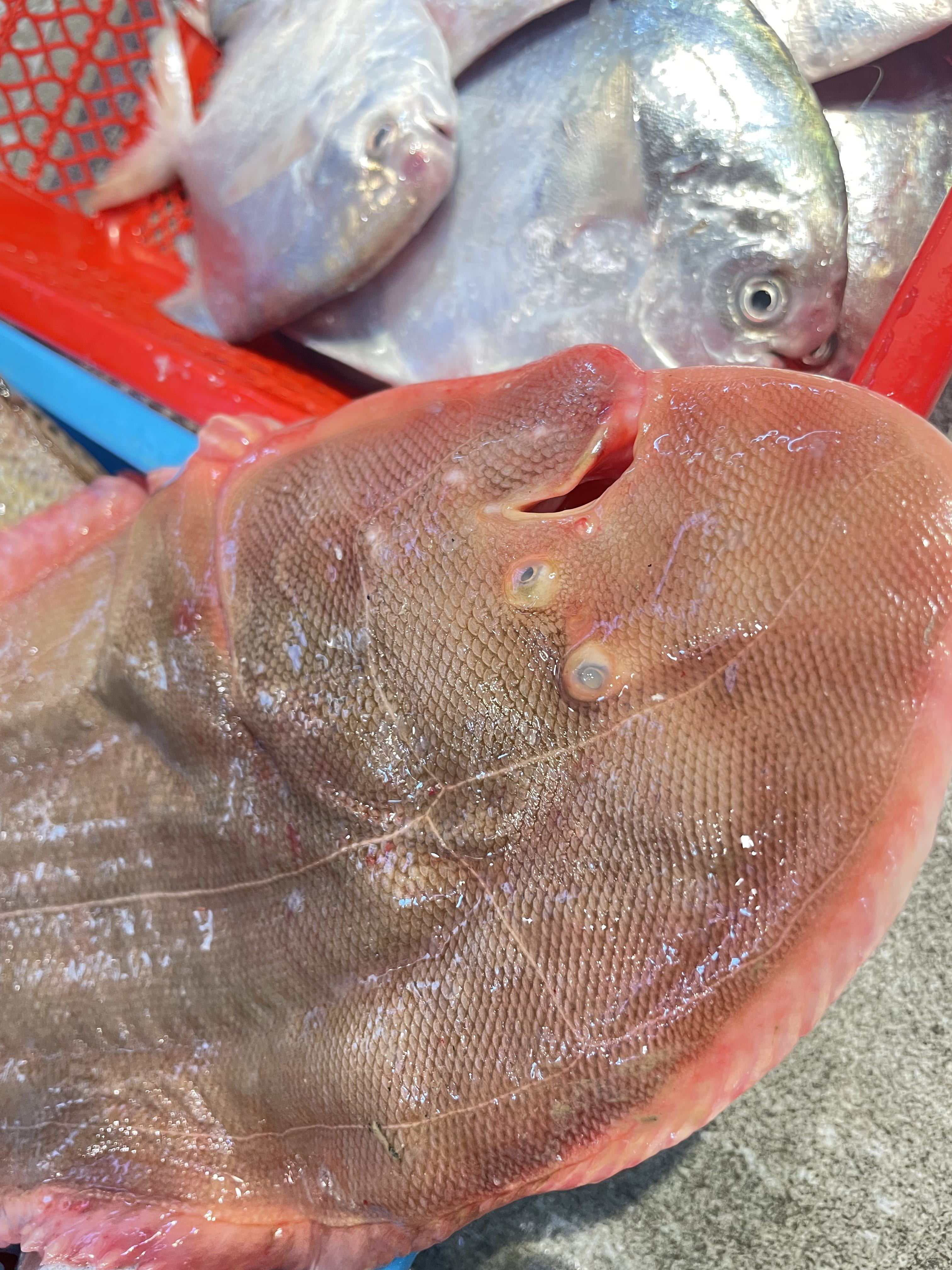 石浦海钓白果子(船钓白果子最佳线组)