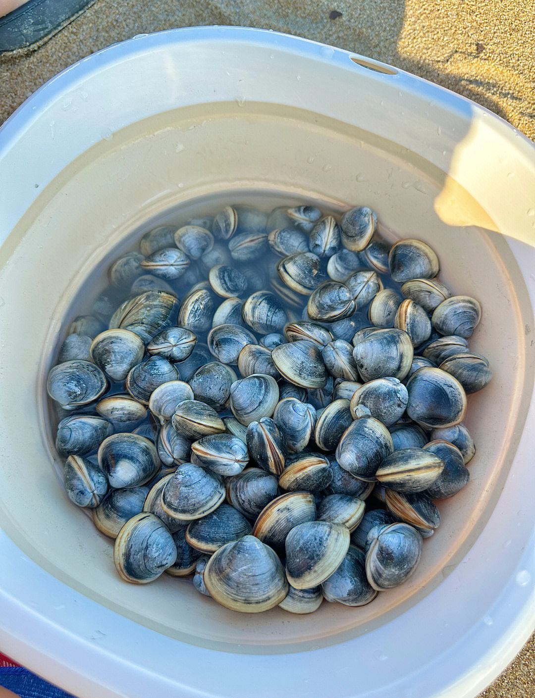 石浦海钓白果子(船钓白果子最佳线组)