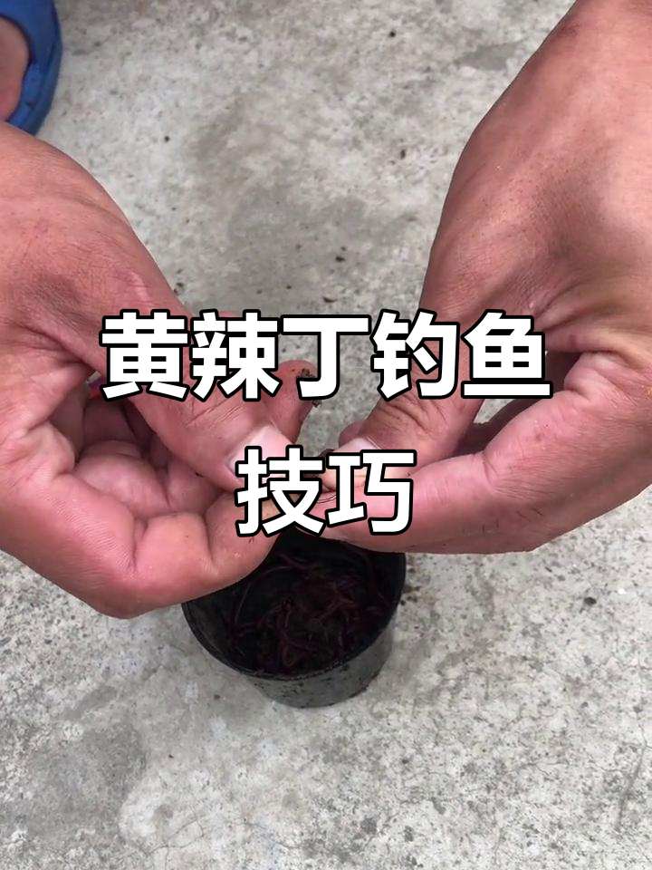 用蚯蚓钓鱼技巧视频(怎样用蚯蚓钓鱼上鱼快,三种蚯蚓做饵实)