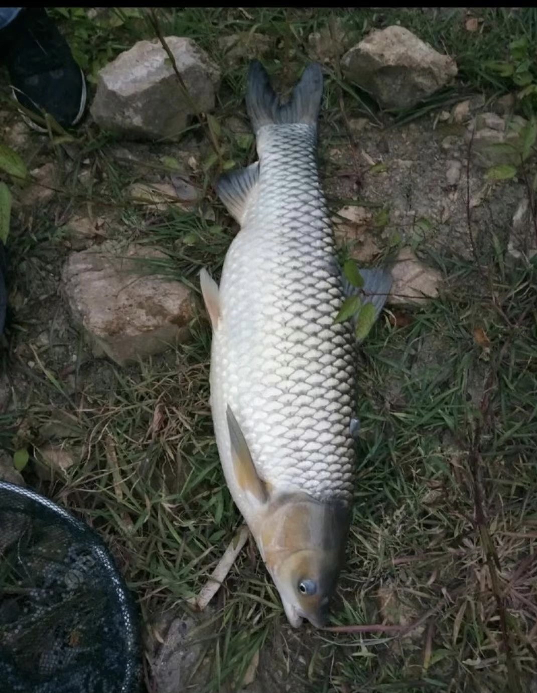 夜晚钓草鱼的技巧(夜晚钓草鱼钓底还是钓浮)