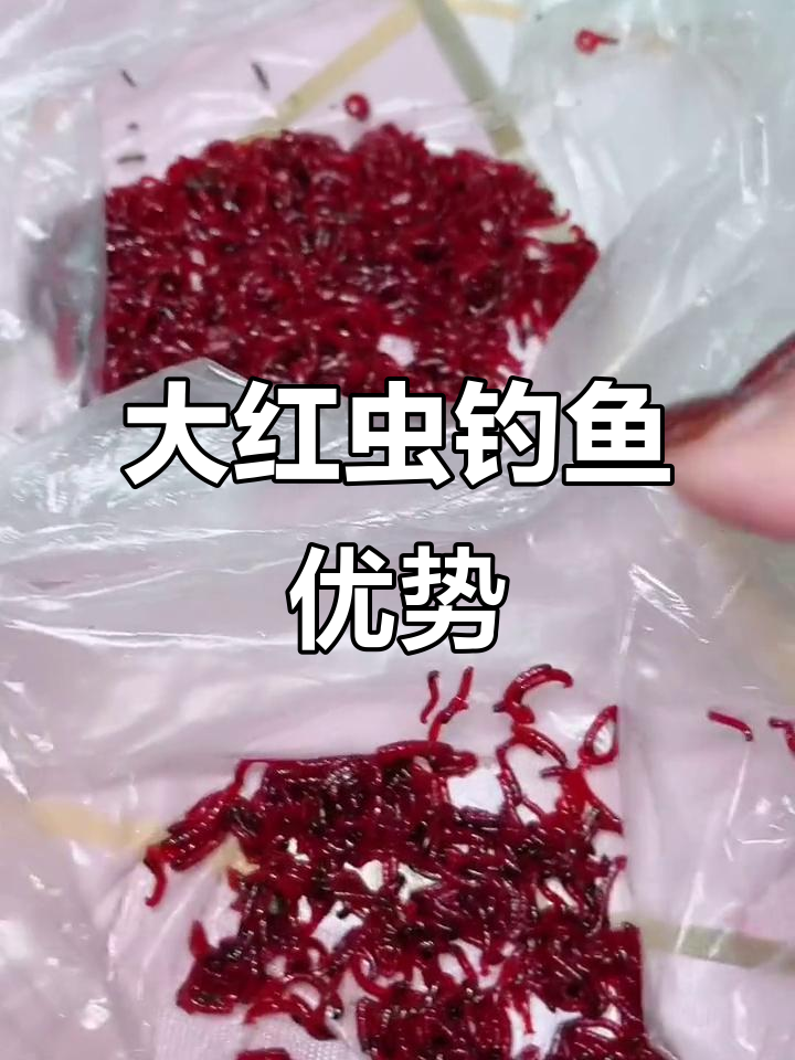 红虫穿钩技巧图解(红虫穿钩技巧图解大全) 红虫穿钩技巧图解(红虫穿钩技巧图解大全)
