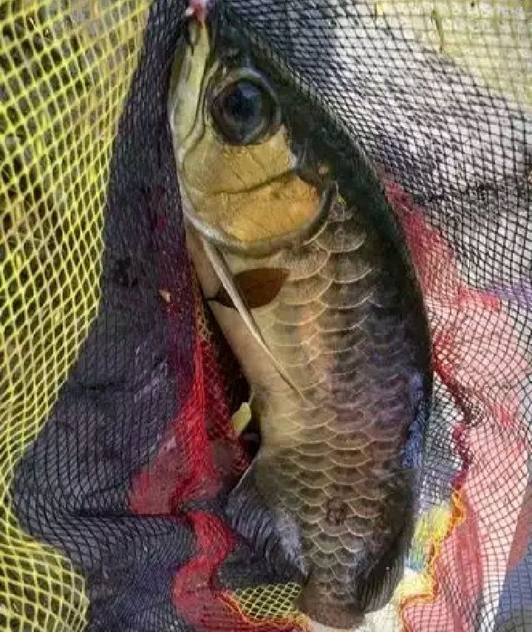 冬季金龙饵料钓鱼视频(冬季金龙饵料钓鱼视频大全)