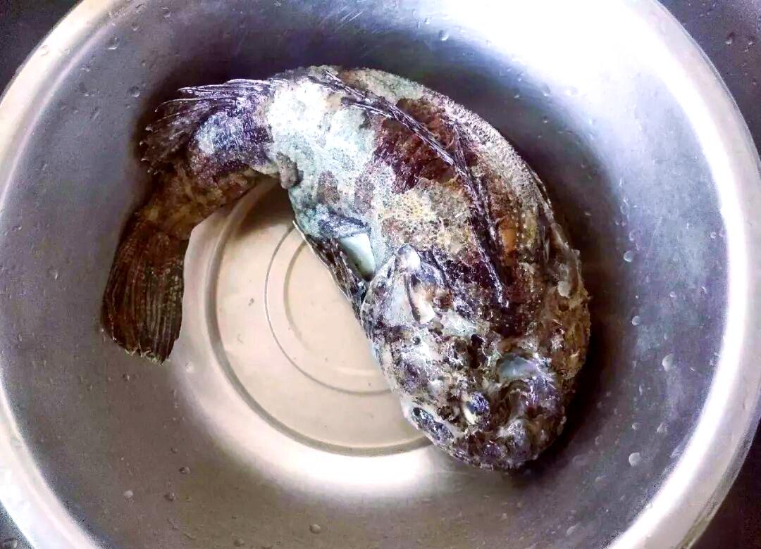 大连海钓鱼的品种(大连钓海鱼的地方有哪些)