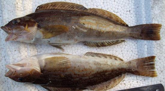 大连海钓鱼的品种(大连钓海鱼的地方有哪些)