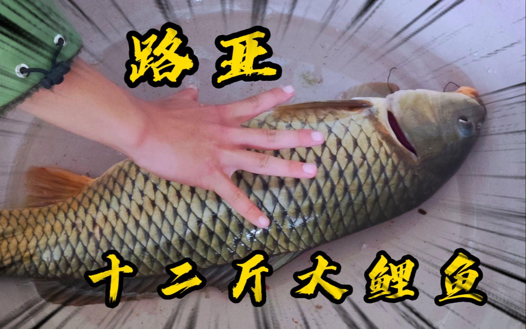 路亚钓鲤鱼视频(路亚钓鲤鱼用什么饵最好) 路亚钓鲤鱼视频(路亚钓鲤鱼用什么饵最好)