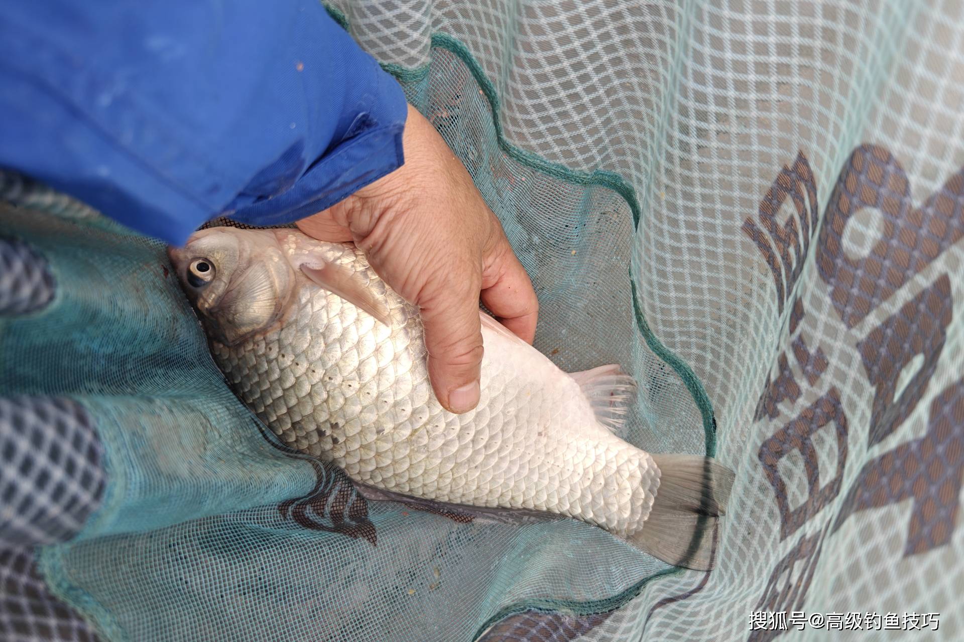 黑坑偷鲫鱼技巧(黑坑偷驴技巧方法)