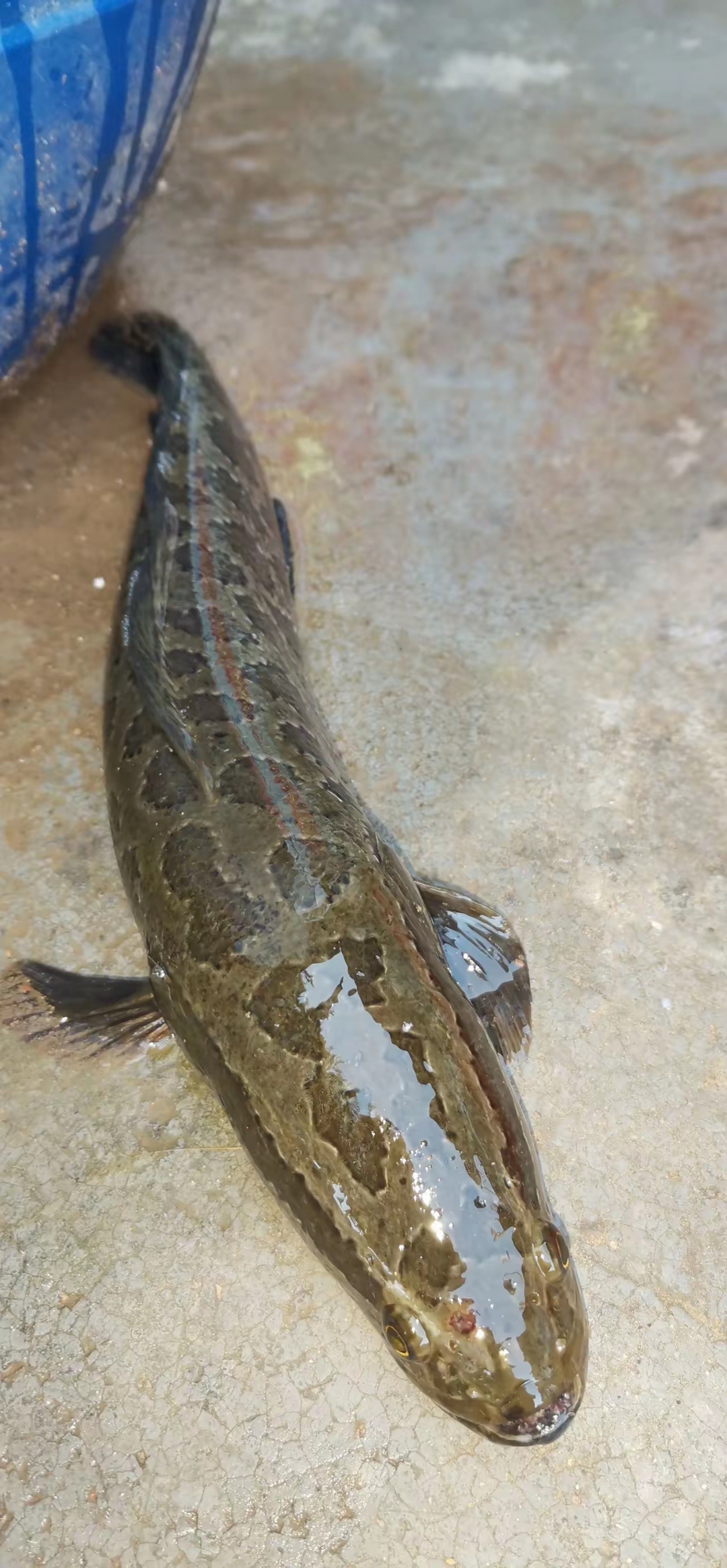 钓黑鱼最好饵料配方(钓黑鱼用什么饵料最好钓)
