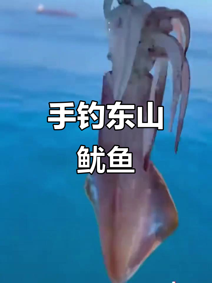 海南海钓鱿鱼视频(海南海钓鱿鱼视频高清)