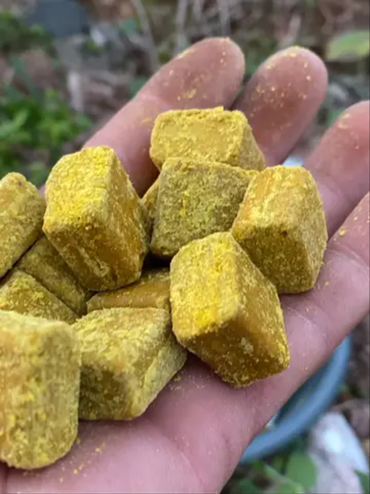 白条地笼饵料(白条钓笼使用方法)