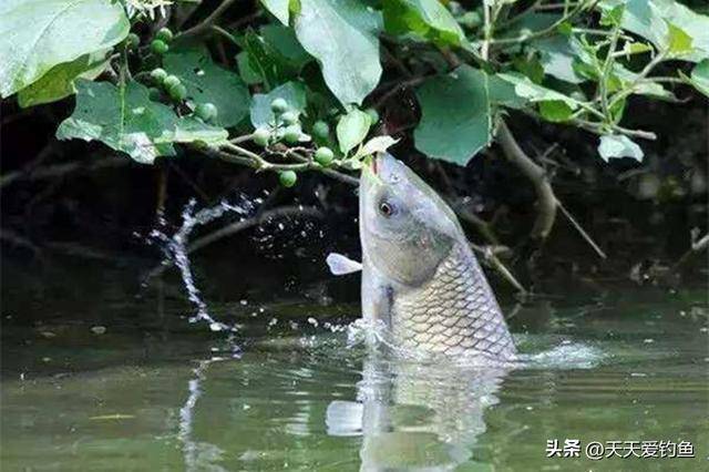 夏季水库钩草鱼技巧.(夏季水库钩草鱼技巧图解)