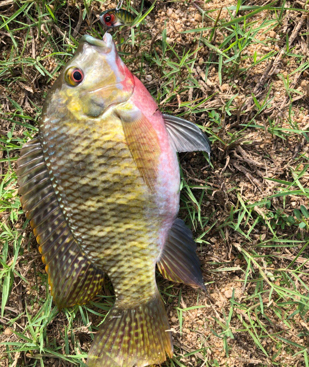 广州路亚罗飞(广东地区路亚罗非用什么饵) 广州路亚罗飞(广东地区路亚罗非用什么饵)