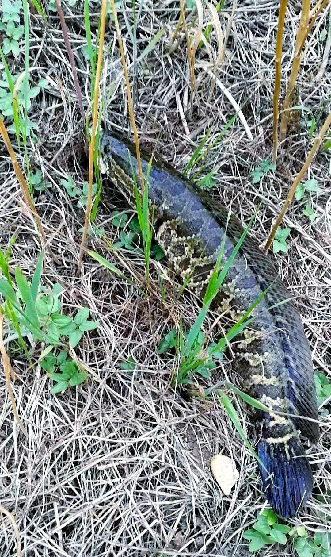 路亚立着怎么(路亚怎么打得准)