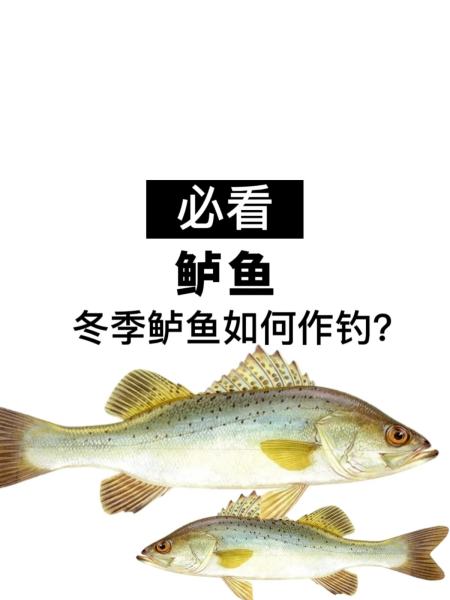冬季路亚时间(冬季路亚目标鱼) 冬季路亚时间(冬季路亚目标鱼)