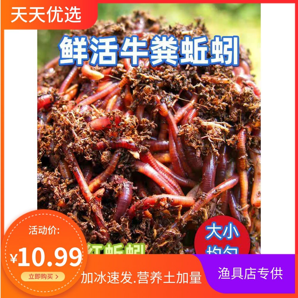 武汉渔具店蚯蚓价格(渔具店的蚯蚓一般多少钱一条?) 武汉渔具店蚯蚓价格(渔具店的蚯蚓一般多少钱一条?)